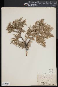 Thuja occidentalis image