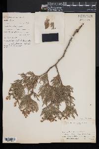 Thuja occidentalis image