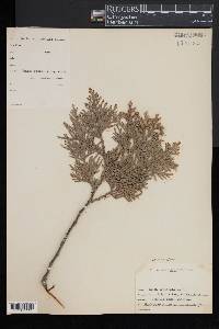 Thuja occidentalis image