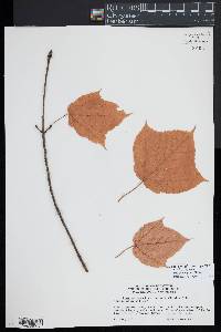 Acer davidii subsp. grosseri image