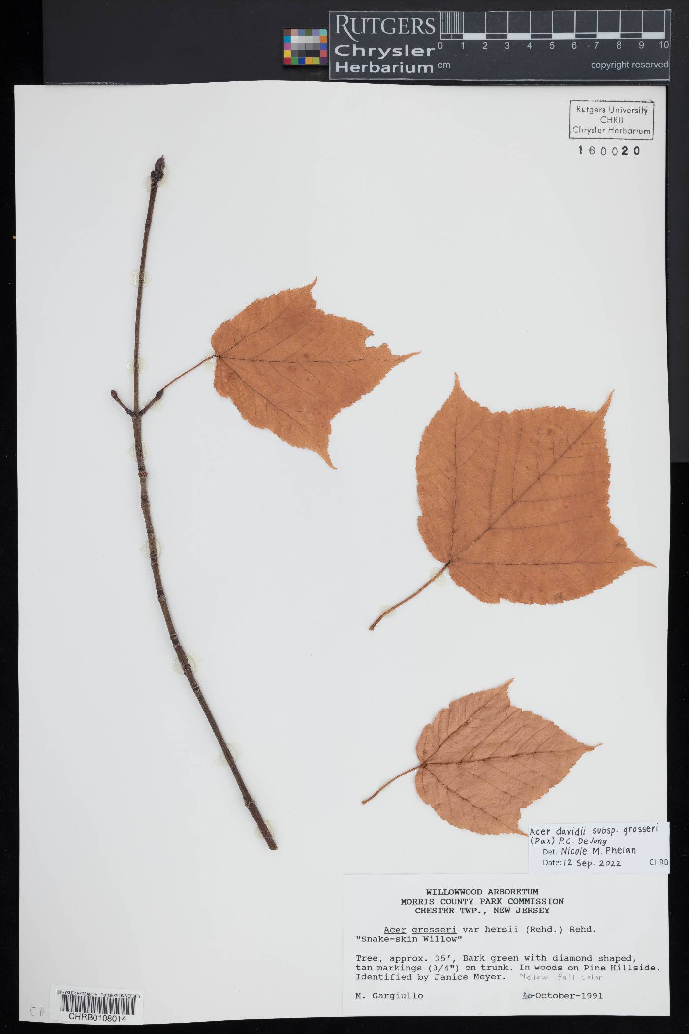 Acer davidii subsp. grosseri image