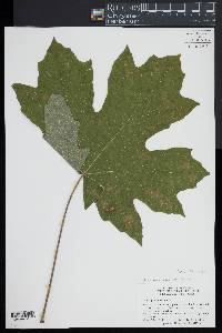 Acer macrophyllum image