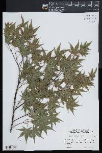 Acer palmatum image