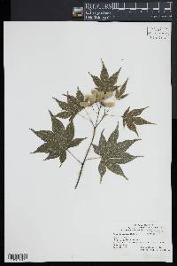 Acer palmatum image