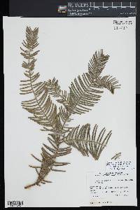 Cephalotaxus harringtonia image