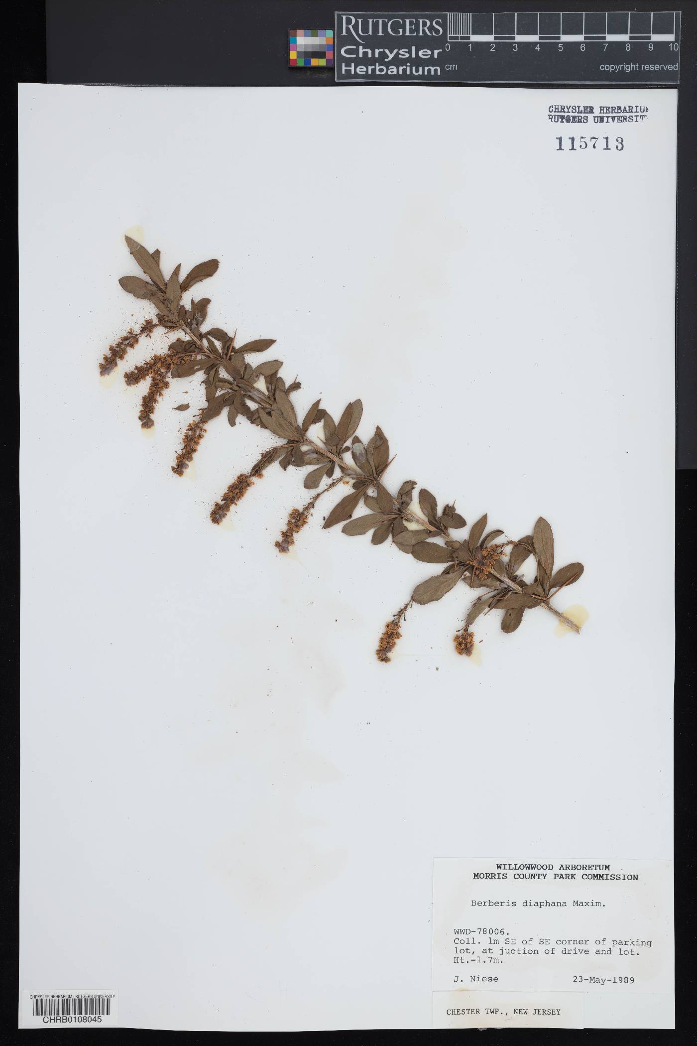 Berberis diaphana image
