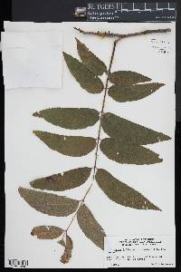 Carya illinoinensis image