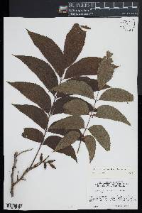 Carya illinoinensis image