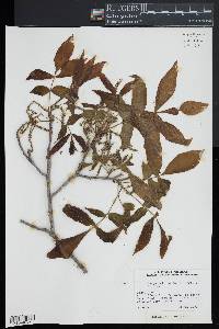 Carya pallida image