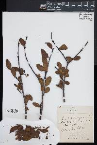 Loranthus europaeus image
