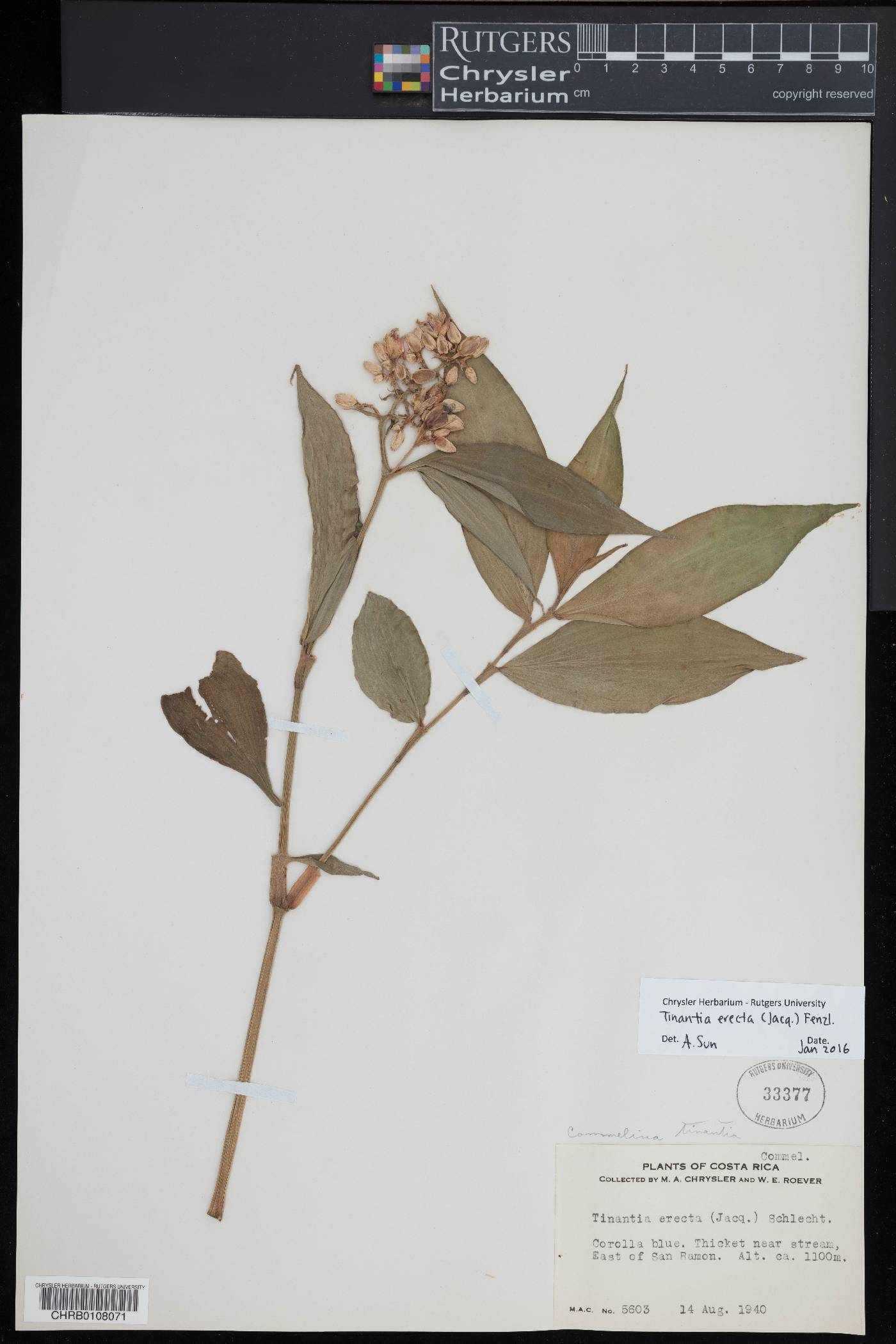 Tinantia erecta image
