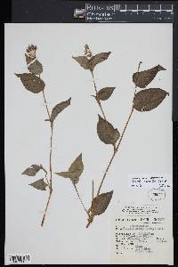 Tinantia erecta image