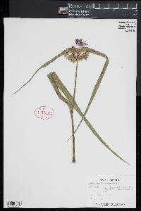 Tradescantia virginiana image