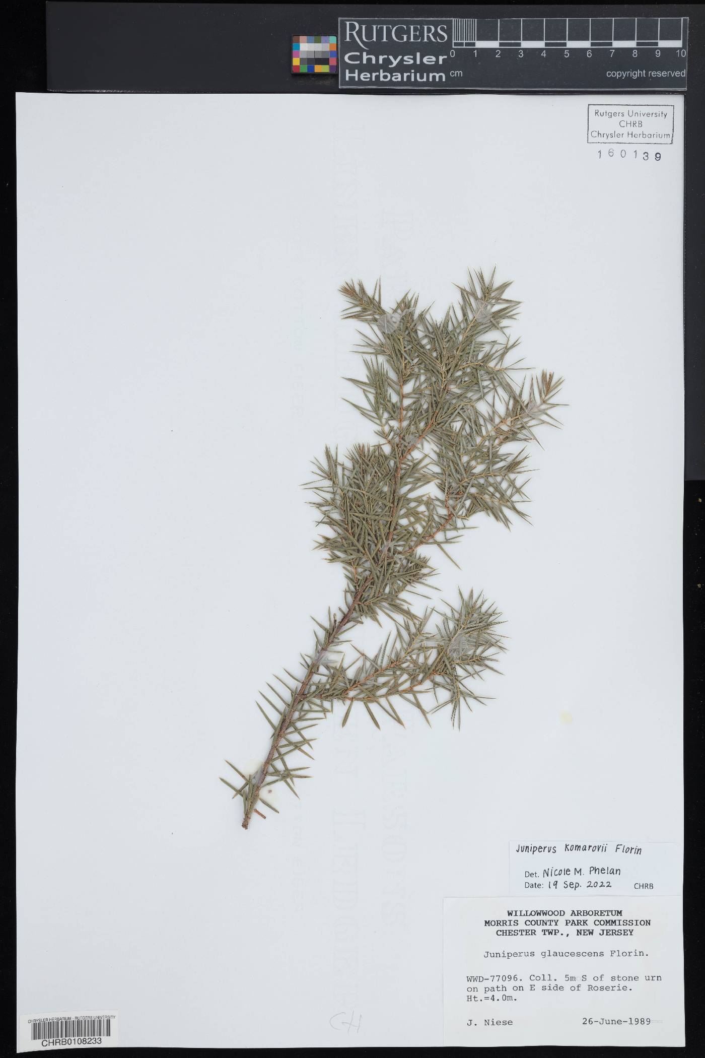 Juniperus komarovii image