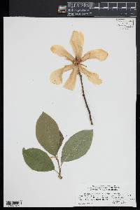 Magnolia kobus image