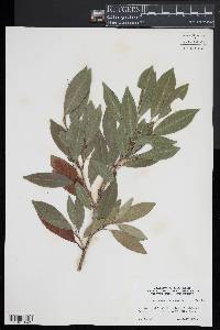 Prunus laurocerasus image