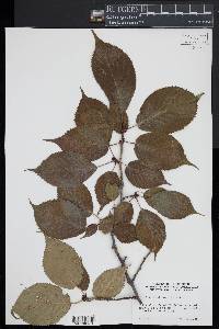 Prunus sargentii image