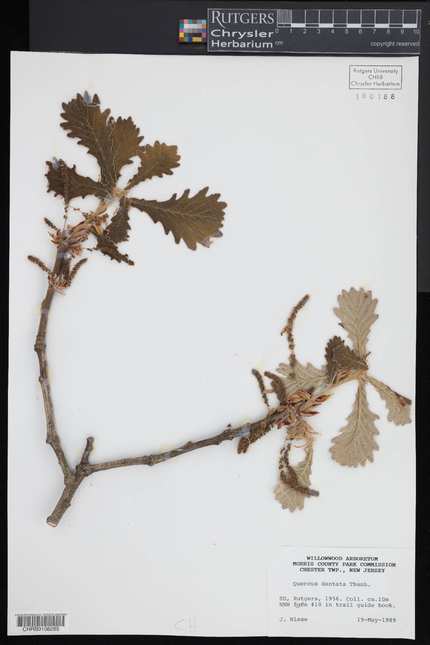 Quercus dentata image