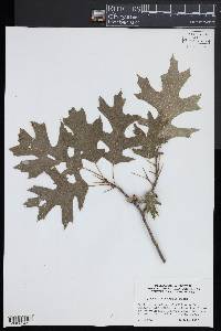 Quercus shumardii image