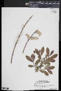 Salix gracilistyla image