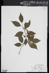 Stewartia monadelpha image