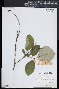 Styrax obassia image