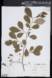 Symplocos paniculata image