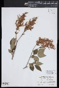 Syringa pubescens image