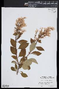 Image of Syringa pinetorum