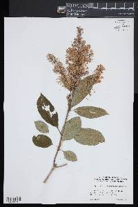 Image of Syringa × prestoniae
