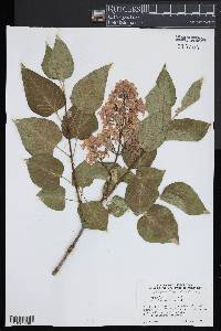 Syringa vulgaris image