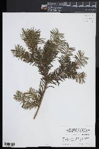 Taxus × media image