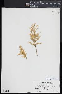 Thuja occidentalis image