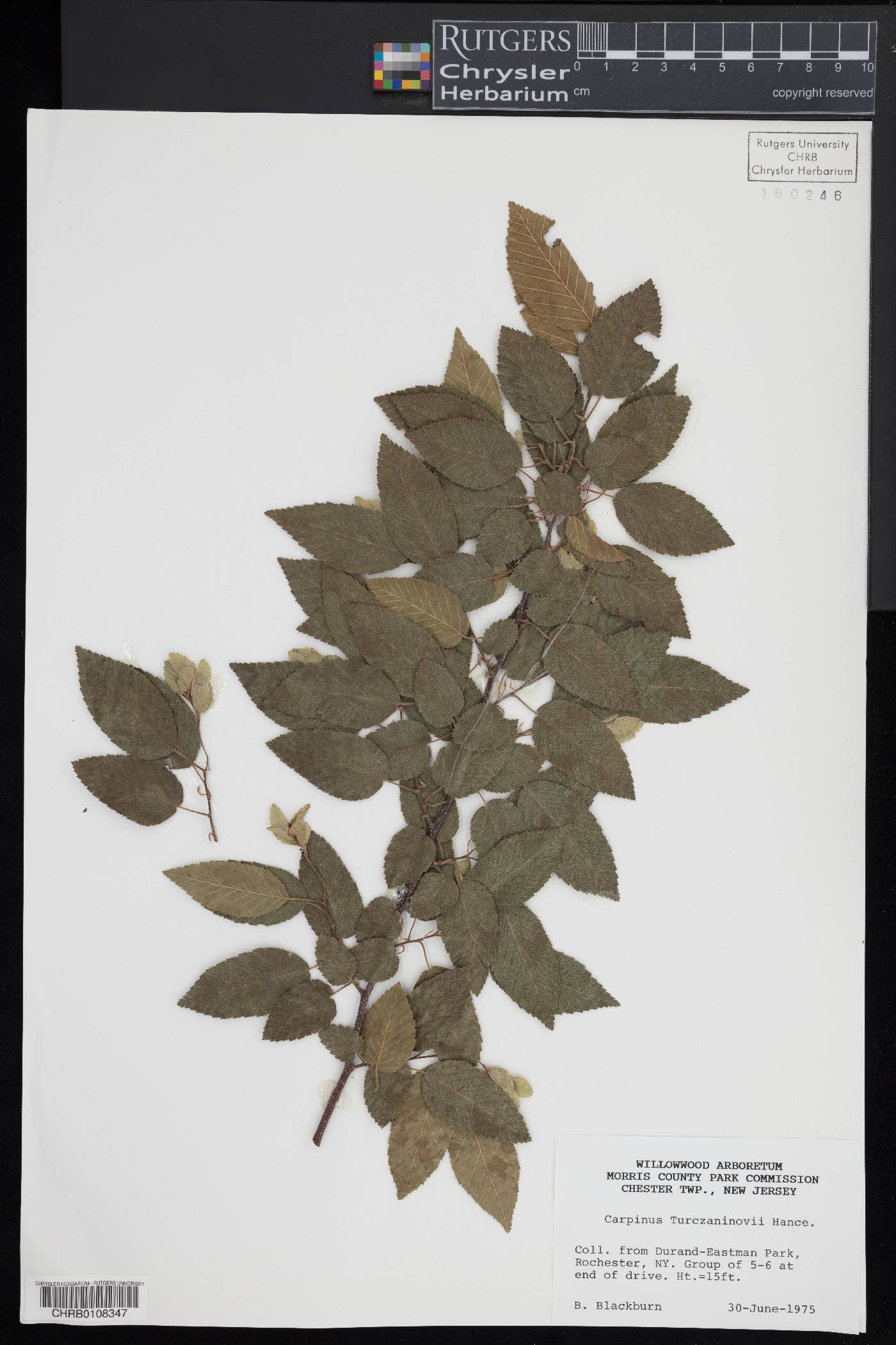 Carpinus turczaninovii image