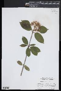 Viburnum cassinoides image