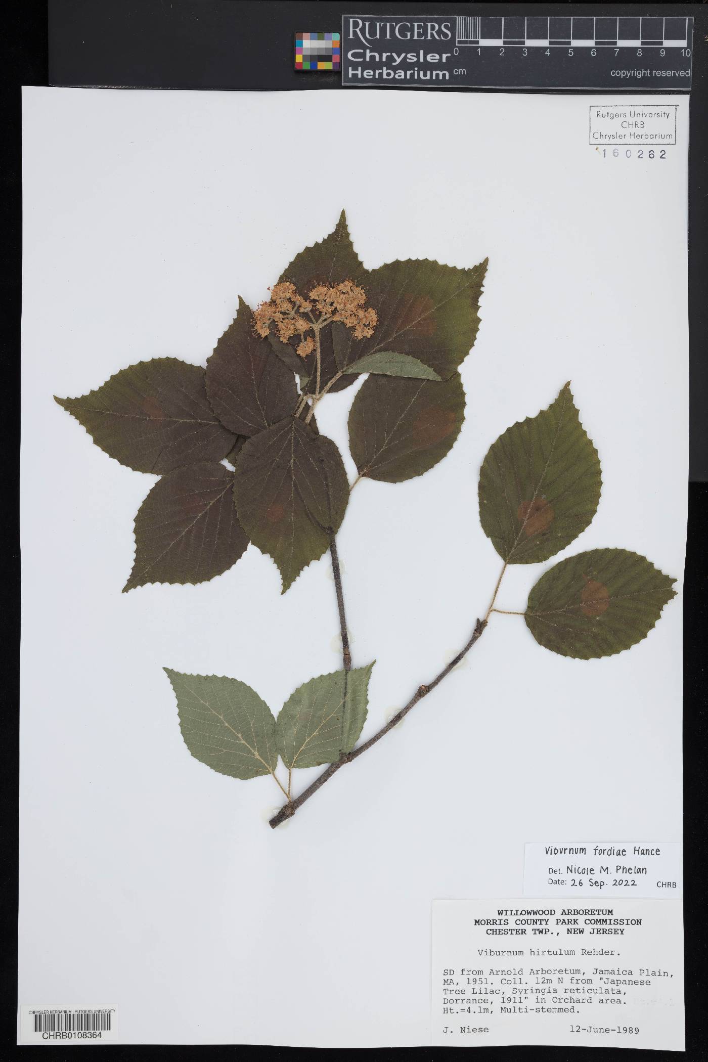 Viburnum fordiae image