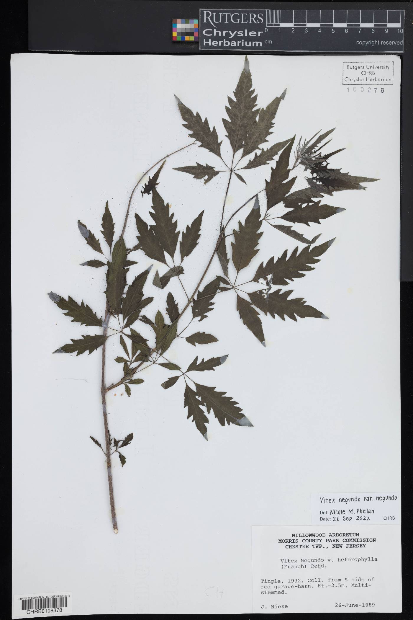 Vitex negundo var. negundo image