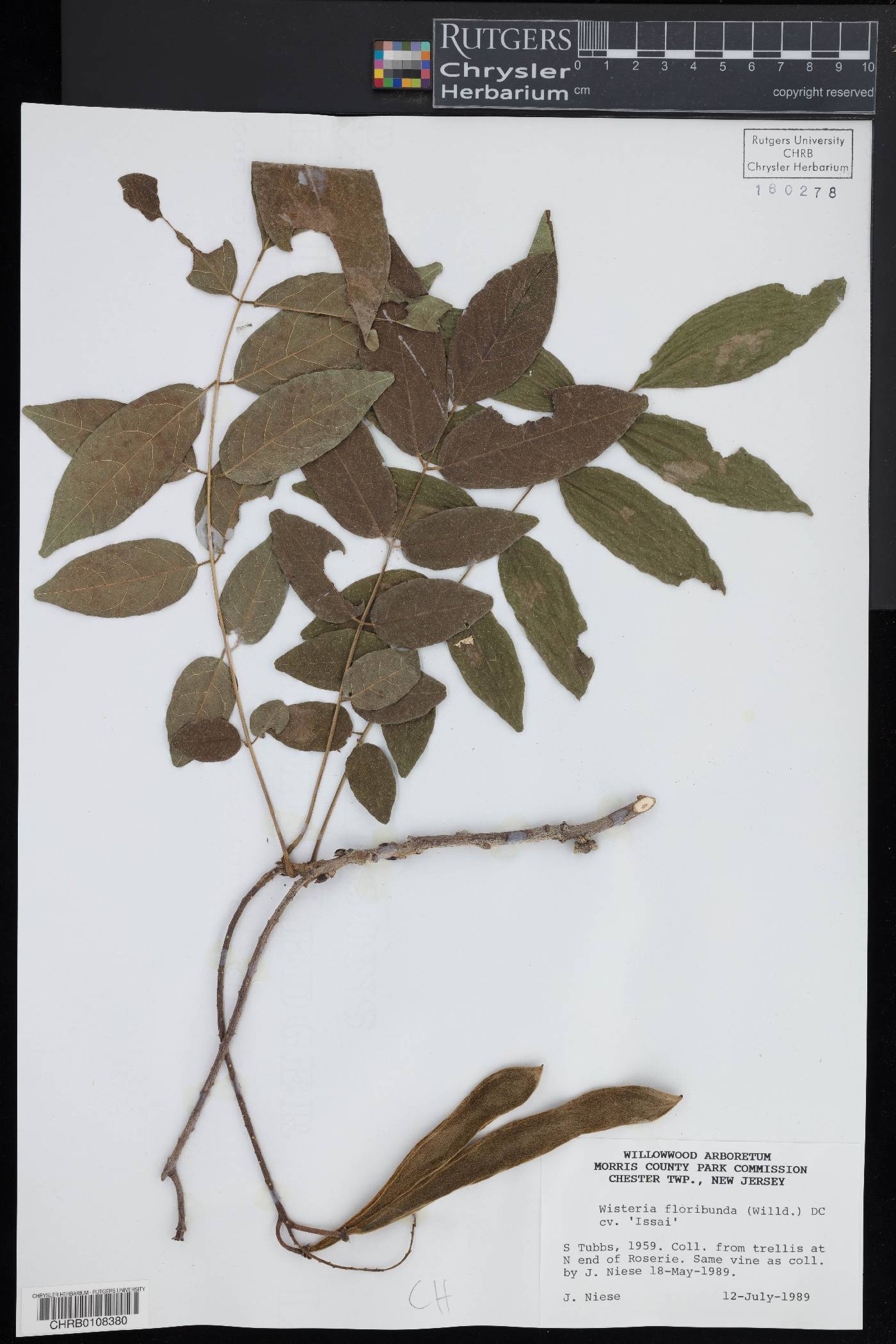 Wisteria floribunda image
