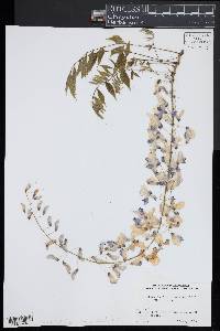 Wisteria floribunda image