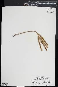 Corylus heterophylla image