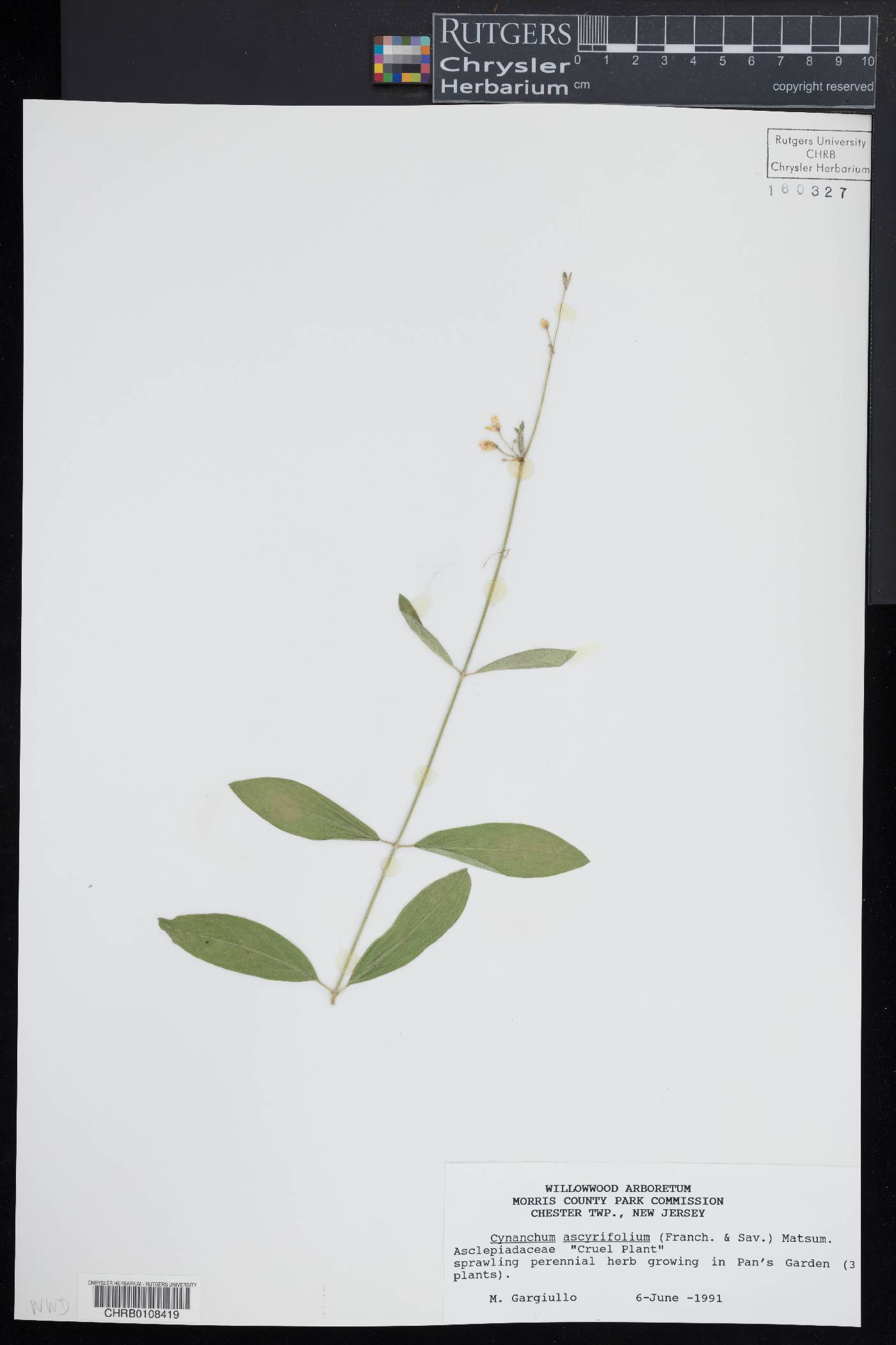 Cynanchum ascyrifolium image