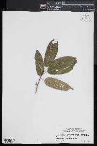 Quercus variabilis image