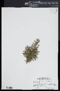 Taxus cuspidata image