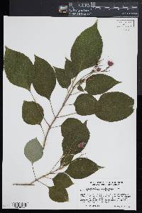 Clerodendrum trichotomum image