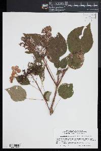 Hydrangea anomala image