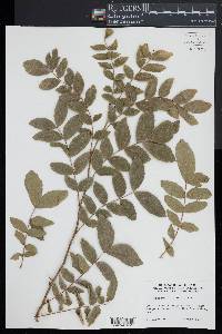 Gleditsia sinensis image