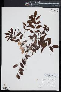 Robinia hispida image