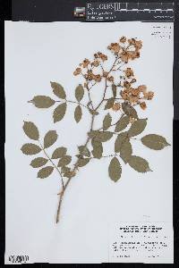 Rosa multiflora image