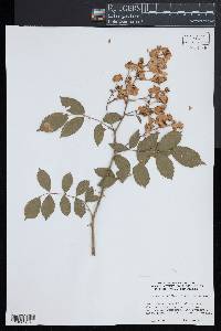 Rosa multiflora image