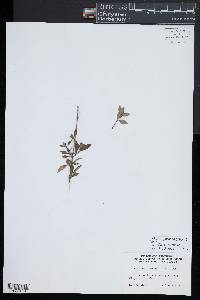 Media resource of Buchozia japonica